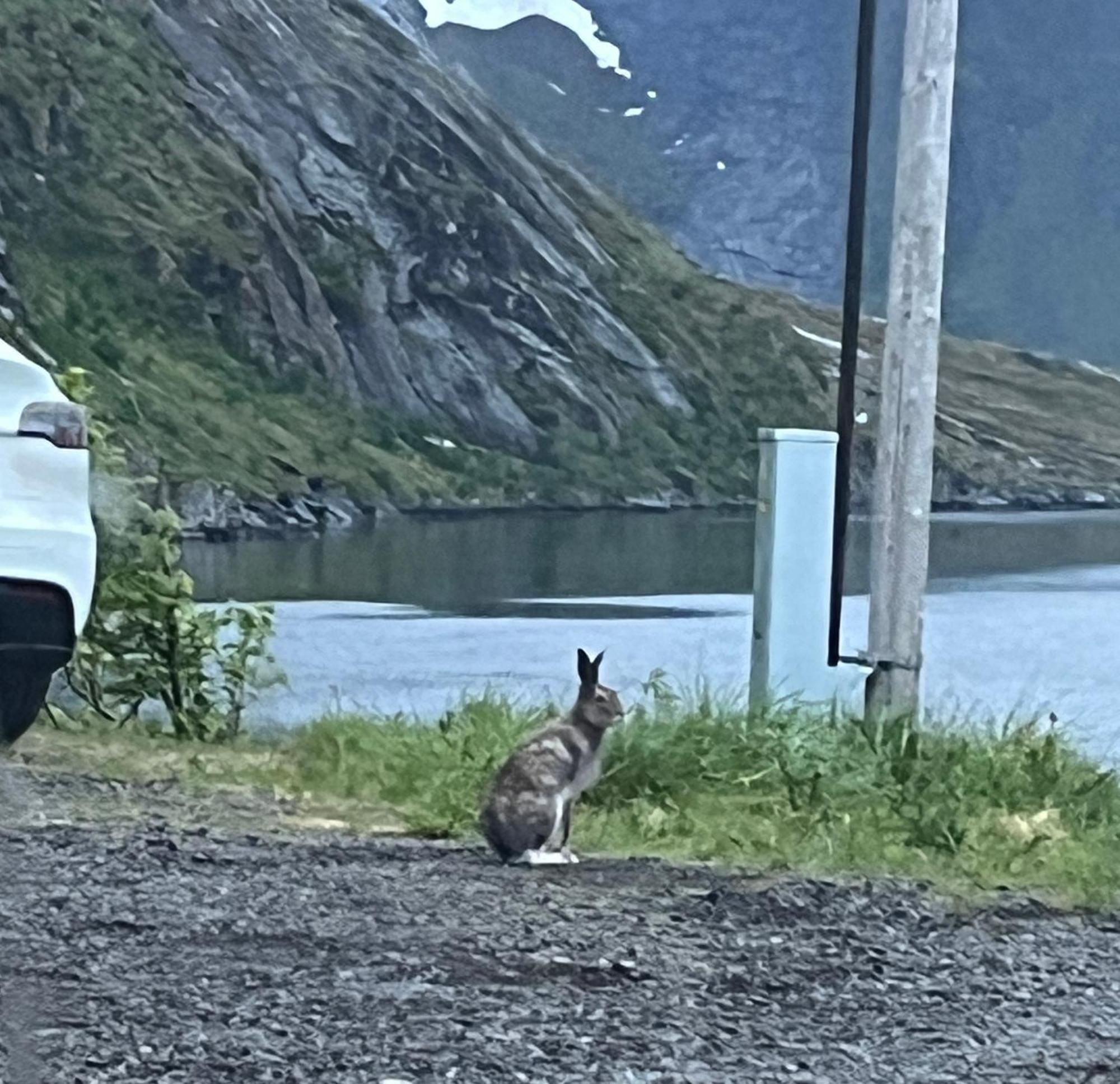 Вилла Reinefjord Panorama Москенес Экстерьер фото